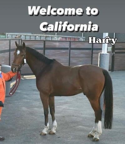Inlägg 17 av American Curly med titeln Harry moved to Carlifonia 🌴❤️
