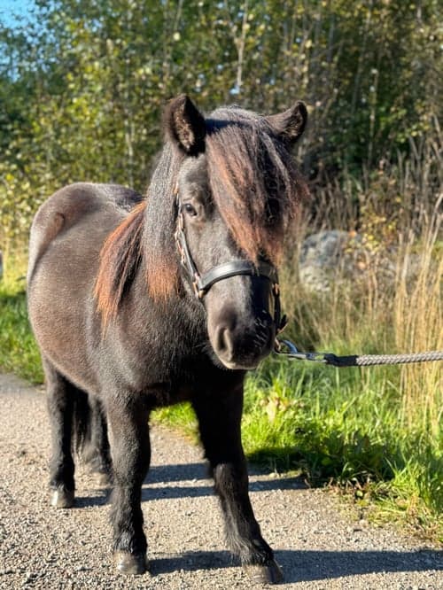 Bild av Snäll och trevlig shetlandsponnyvalack