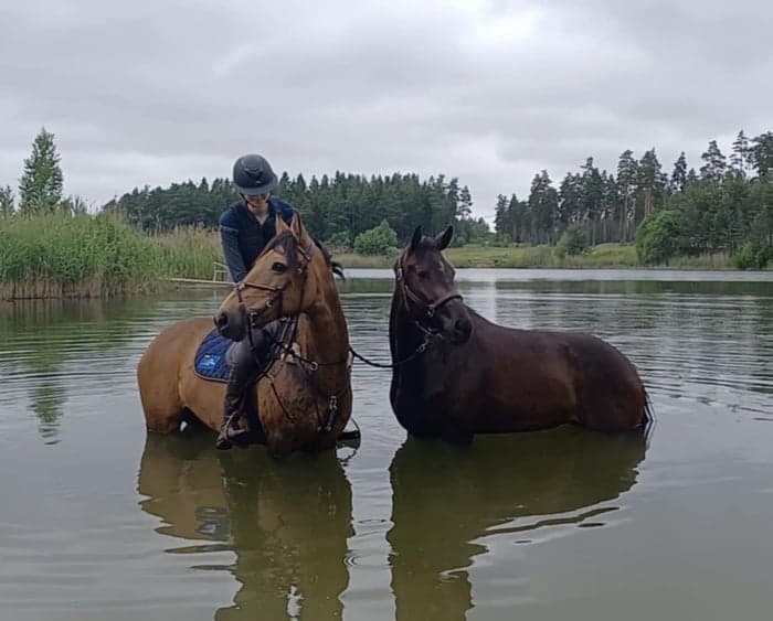 Media 10 av Fantastisk fälttävlansponny