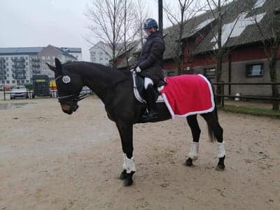 Inlägg 2 av Varmblodig ridhäst