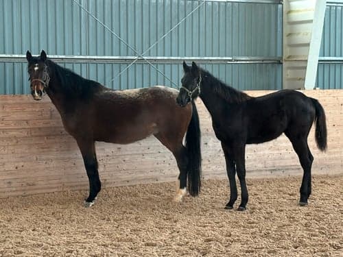 Bild av Trevlig kille söker nytt hem