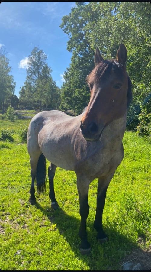 Bild av Äldre sto söker för alltid hem