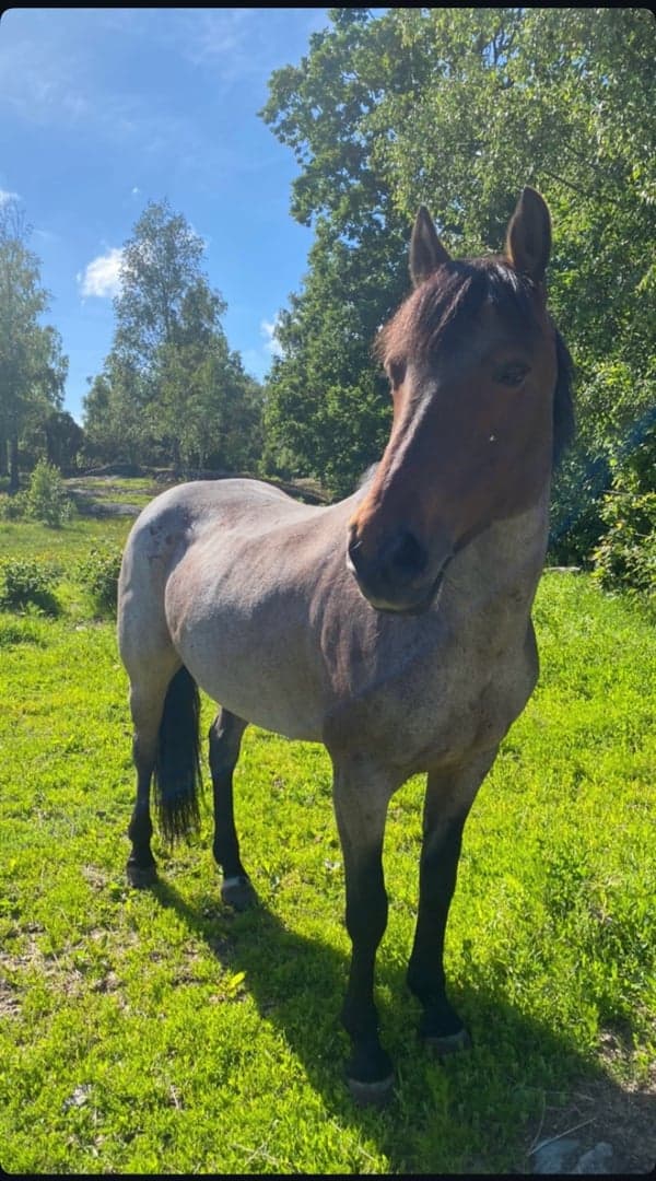 Media 3 av Lickaune Lass (Kaily)