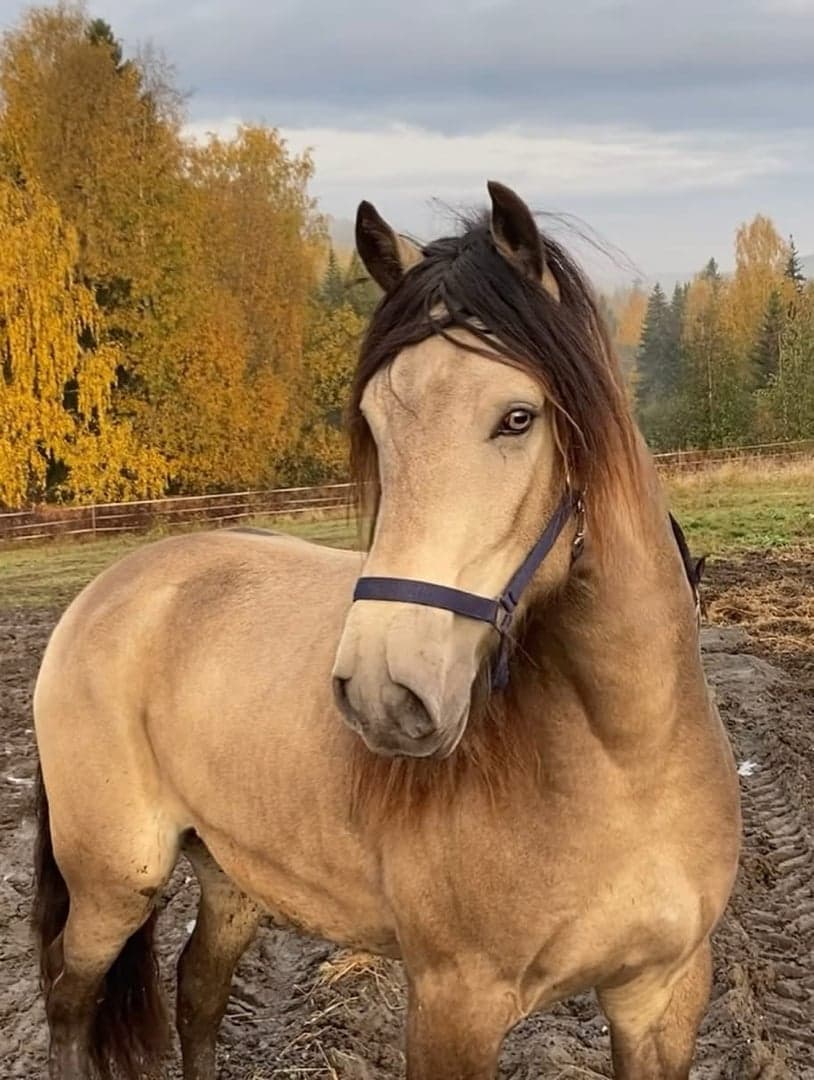 Bild 1 av Oswald Viking