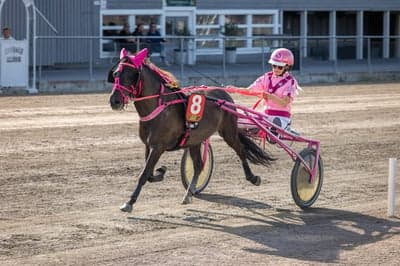 Inlägg 8 av Gotlandsruss med titeln Uppfödning 
