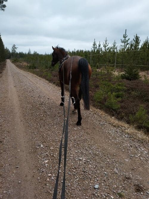 Bild av 6åringt sto