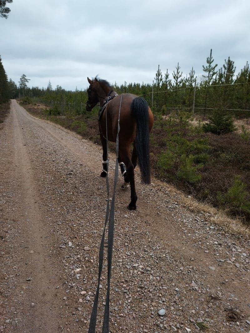 Bild 4 av 6åringt sto