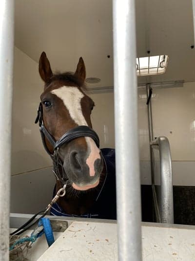 Inlägg 13 av Welsh Cob med titeln Älsklings ponnyn🧸
