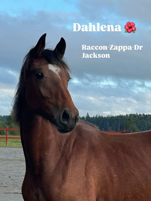 Bild av Ett årssto m dressyrstam