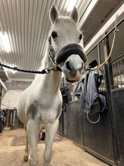 Inlägg 7 av Dansk Sportponny med titeln Putte❤️