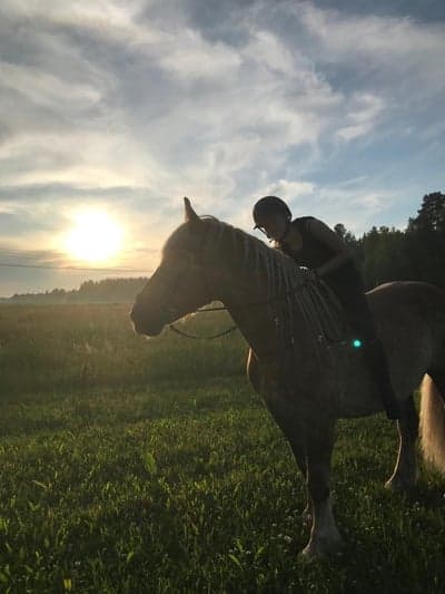 Post 11 of North Swedish Horse with title 😍😍😍