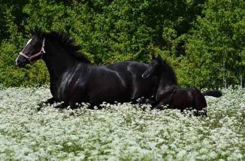 Bild av Snygg svart hingst ur ett fantastiskt prestationsmöderne