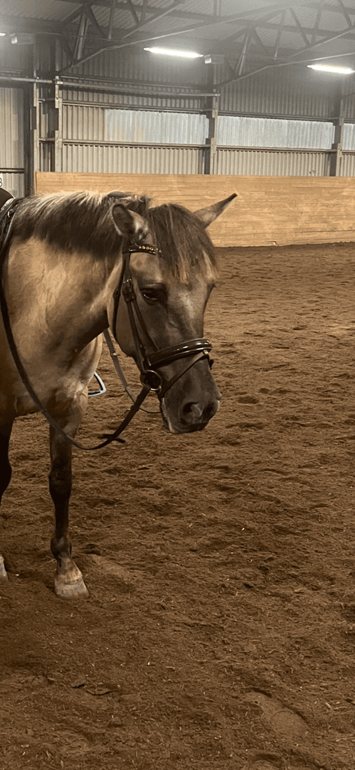 Bild 4 av Brunt träns 