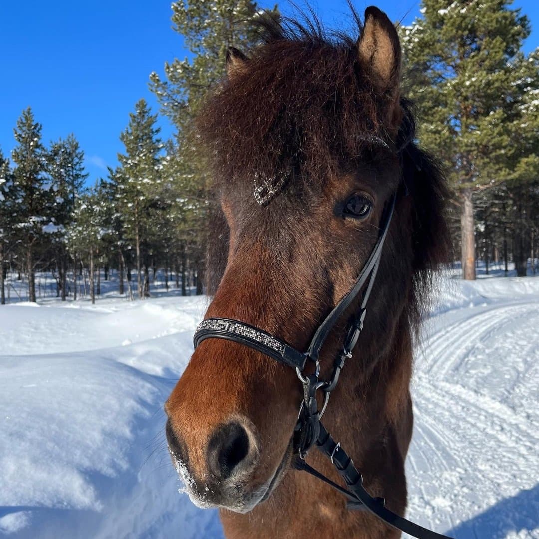 Bild 1 av Demantur från Leijongården