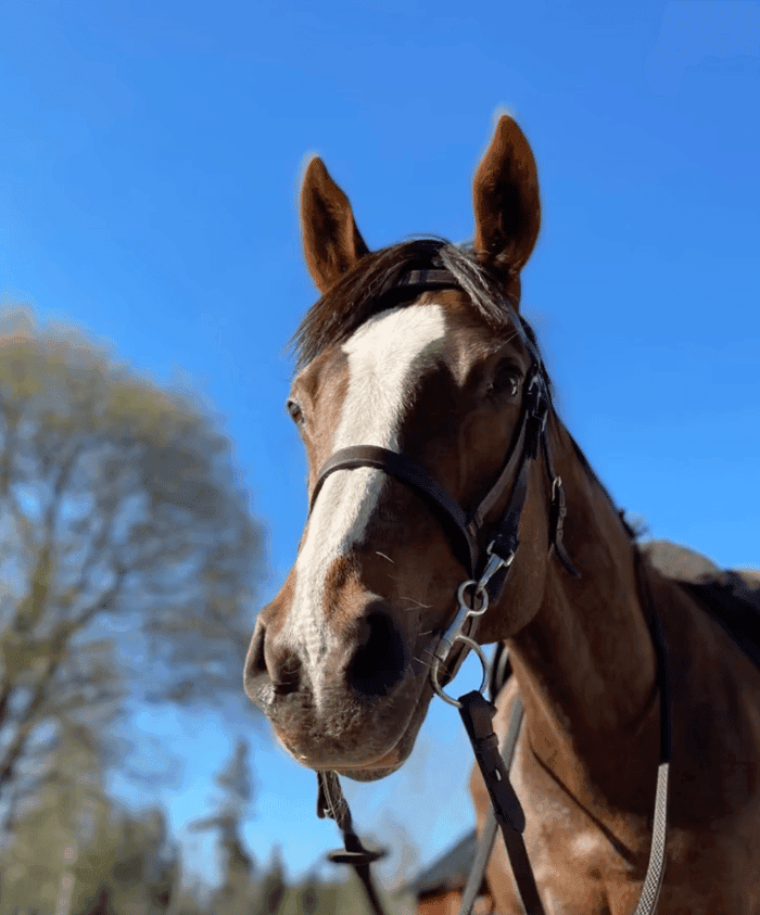 Media 2 av Aughavannon Margurite