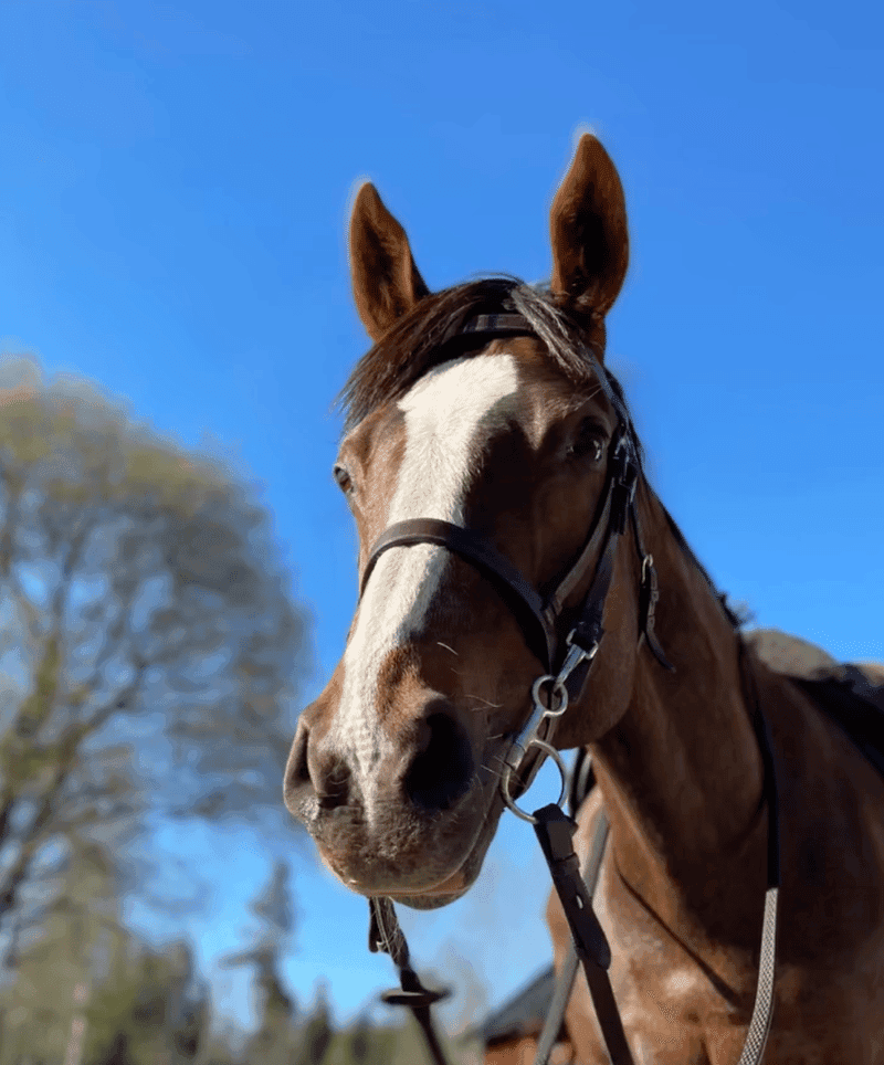 Bild 2 av Aughavannon Margurite