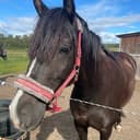 Profilbild av Tula