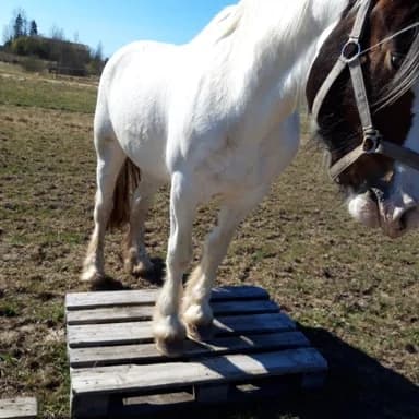 Media 3 av I'm magic