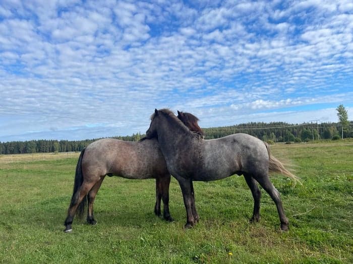 Media 2 av Sleipnir frá Selfossi