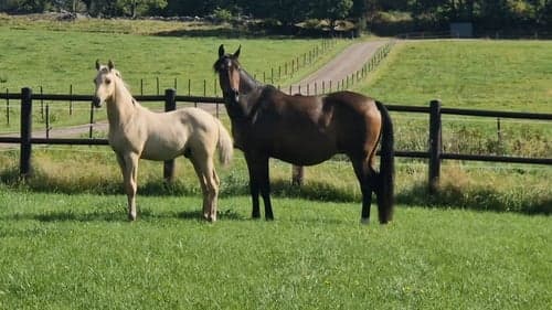 Image of vacker D-ponny