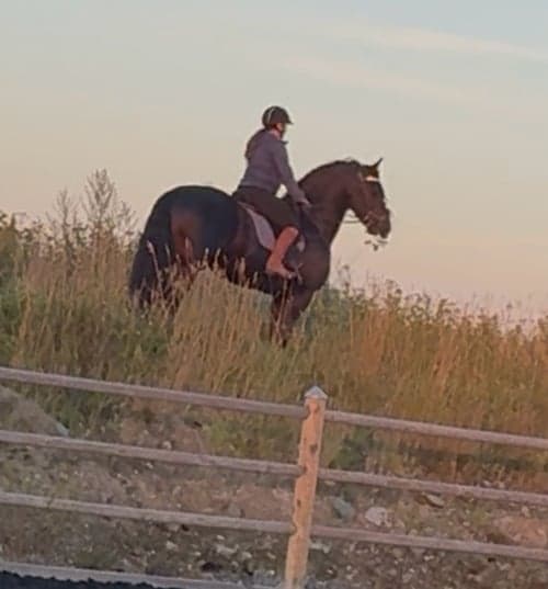 Image of Frieser Hingst 