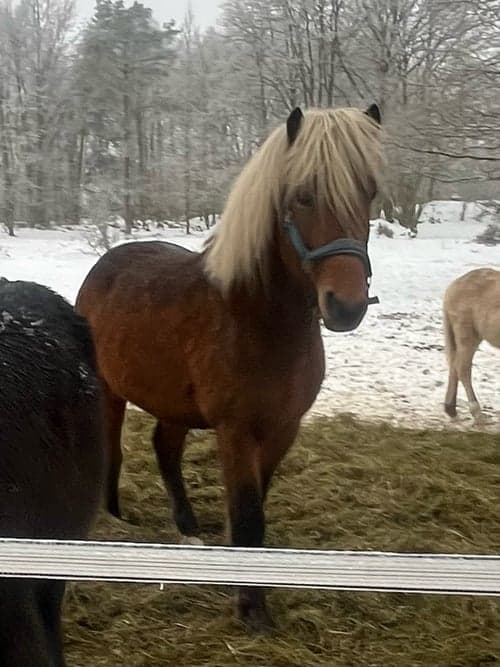 Bild av Rejäl unghäst redo för att bruka allvar