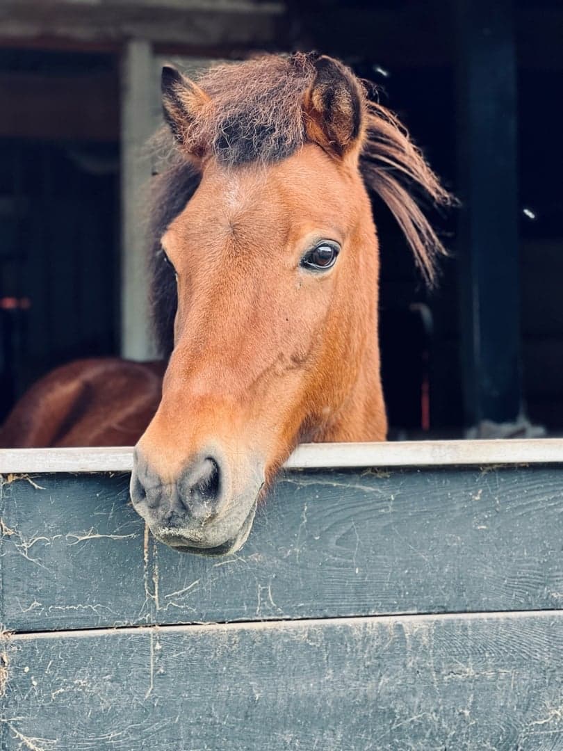 Bild 1 av Lettir frá Skovbogaard