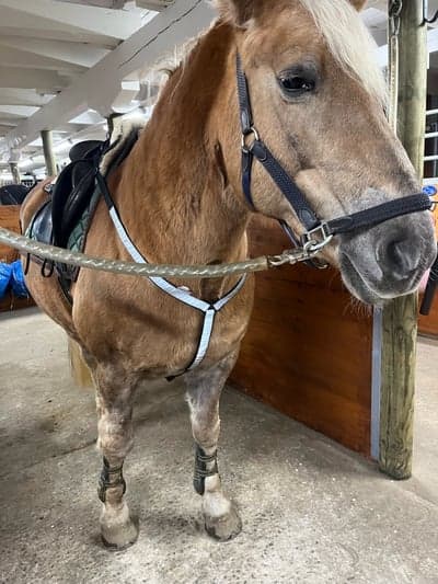 Inlägg 23 av Haflinger med titeln En väldigt fluffig Hanka provar ut sin nya snygga reflex!🤠❤️