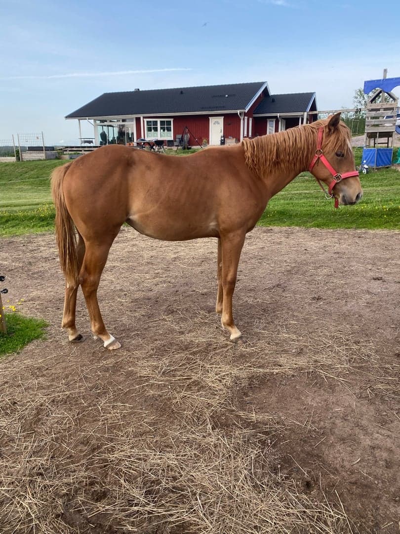 Image 1 of Penny Stargazer