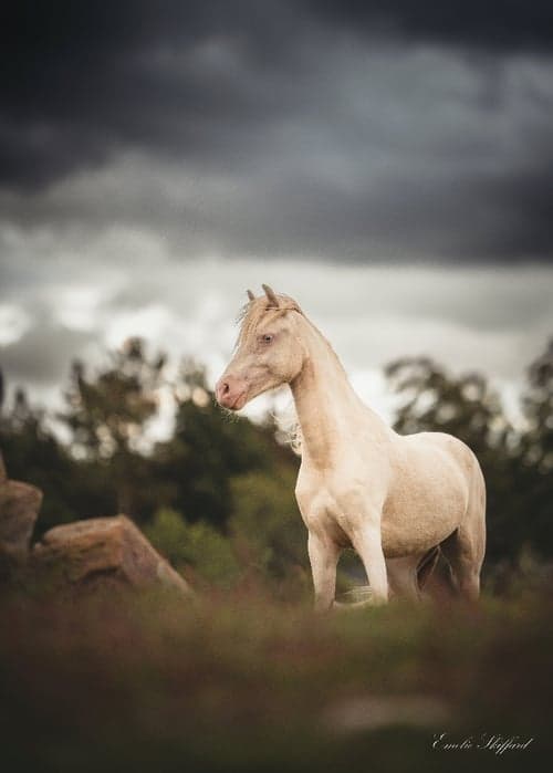 Bild av Framtidsponny med ovanligt färganlag