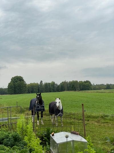 Inlägg 2 av Galopp med titeln Nöjda killar som fått massage idag