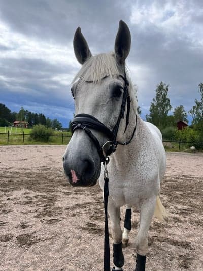 Post 5 of Pura Raza Española with title Alla sagor har ett lyckligt slut