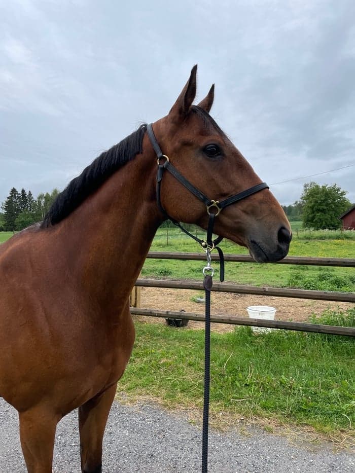 Media 1 av Amandine Rose