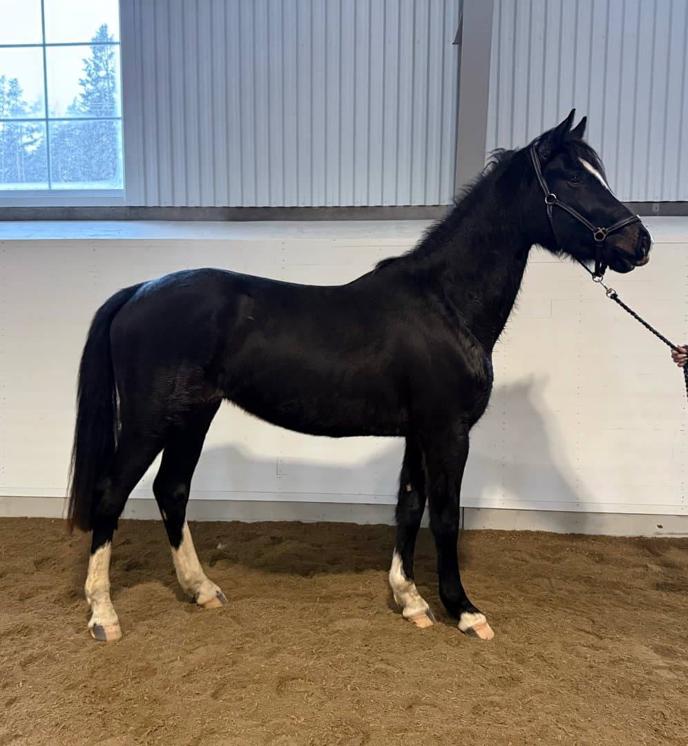 Image 1 of Call me bohemian