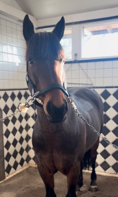 Inlägg 18 av Irländsk ridponny med titeln 💕☀️