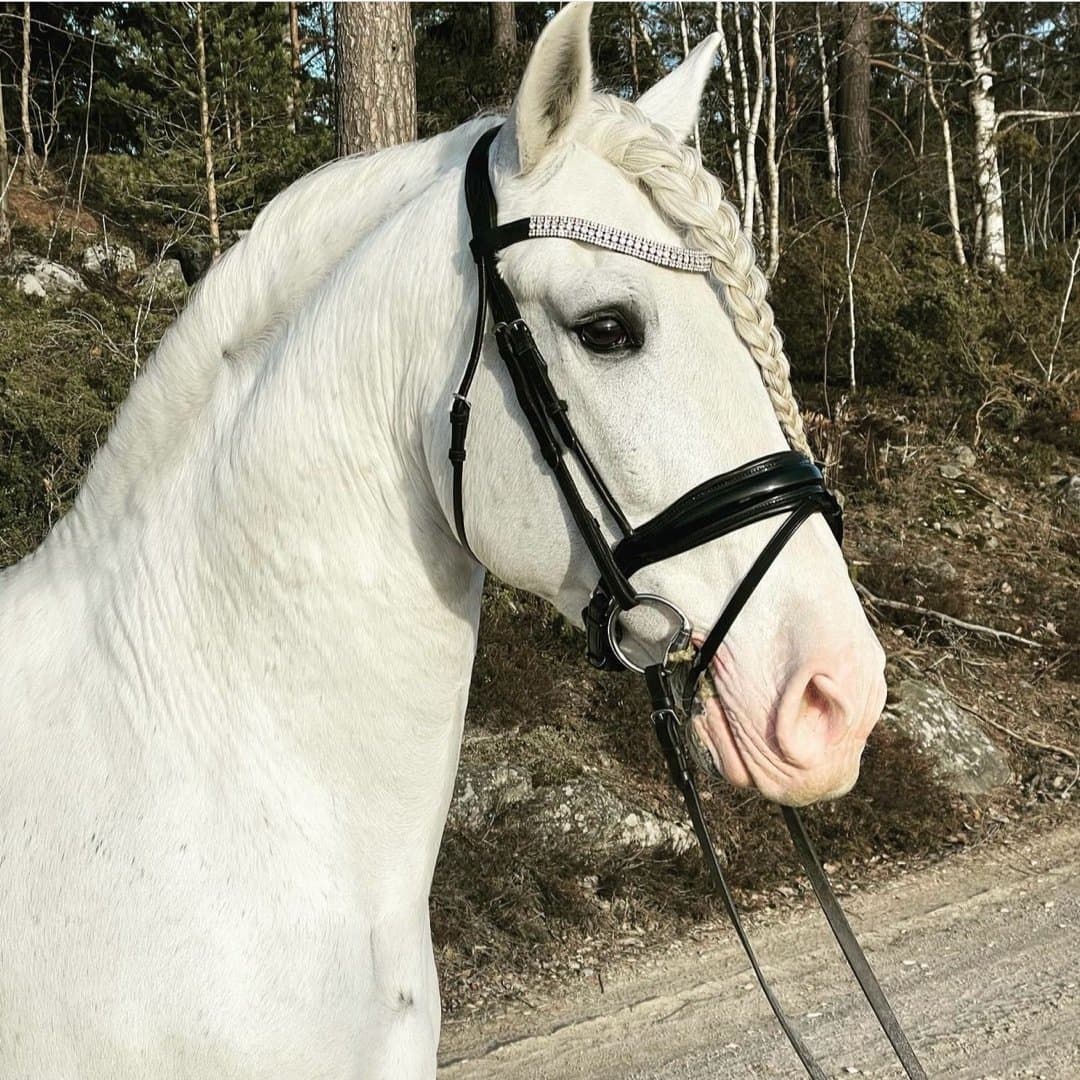 Image 1 of Poseido VJ