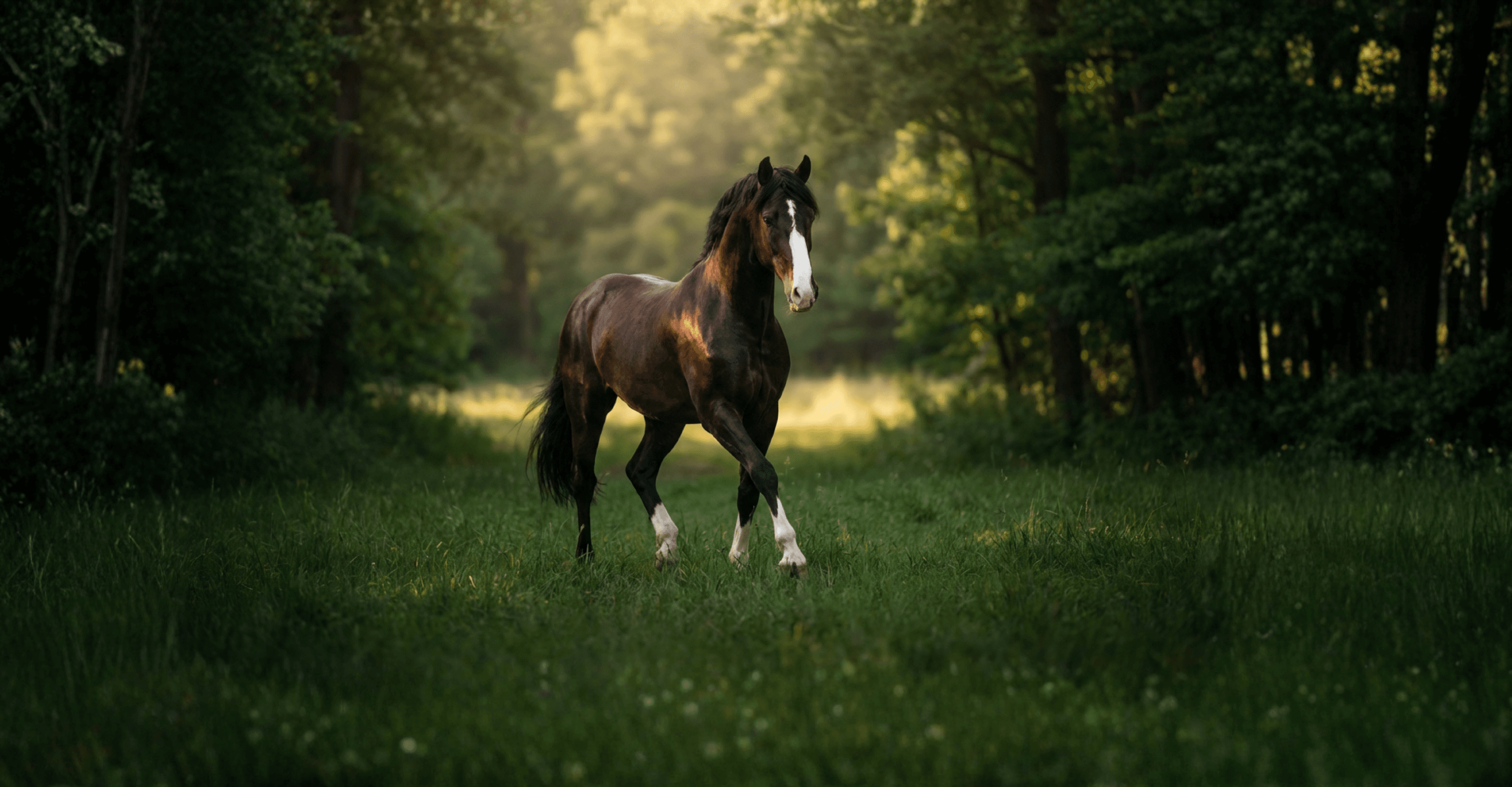 Bild av Stambok KWPN