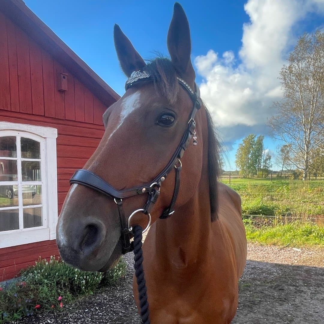 Bild 1 av Eivissa av sveden