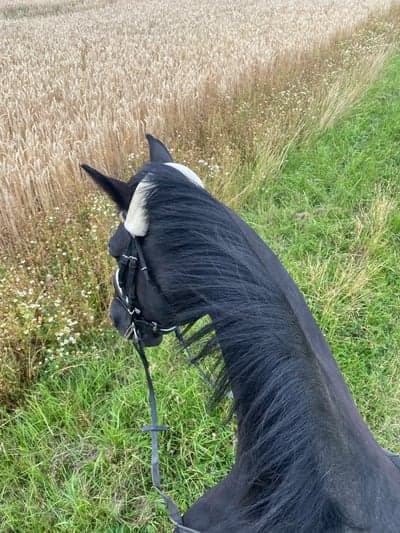 Inlägg 120 av Allround med titeln ridit för första gången på tre veckor!! 