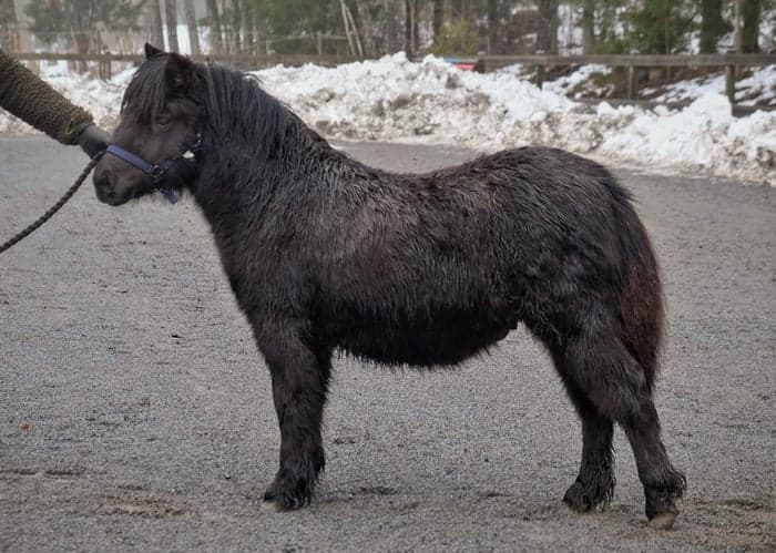 Media 2 av Furunäs Domino