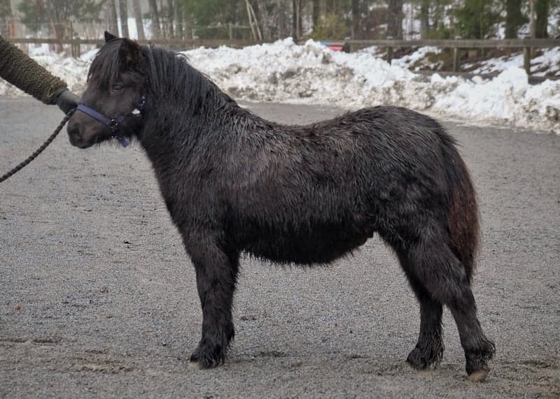 Bild 2 av Furunäs Domino