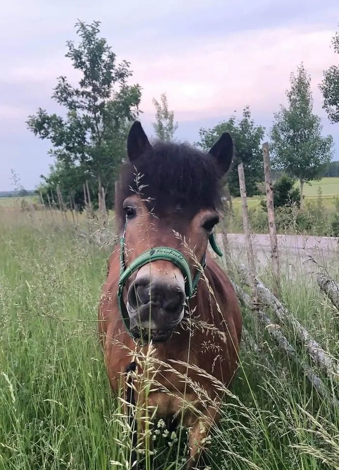 Media 3 av Hyr en sommarhäst eller ponny
