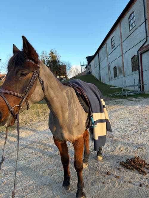 Bild av Bästa vän tillsalu