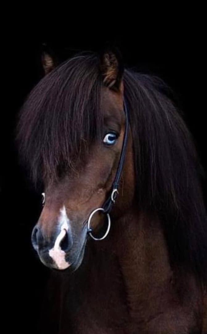 Media 1 of Kormákur frá Björgum