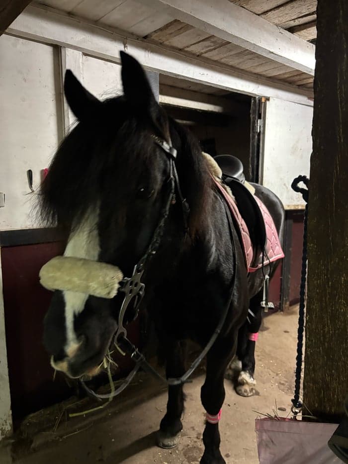 Media 8 av Midgårds Viking