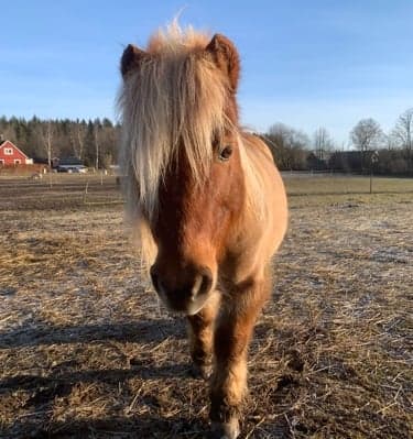 Bild 1 av Hedens Tiger