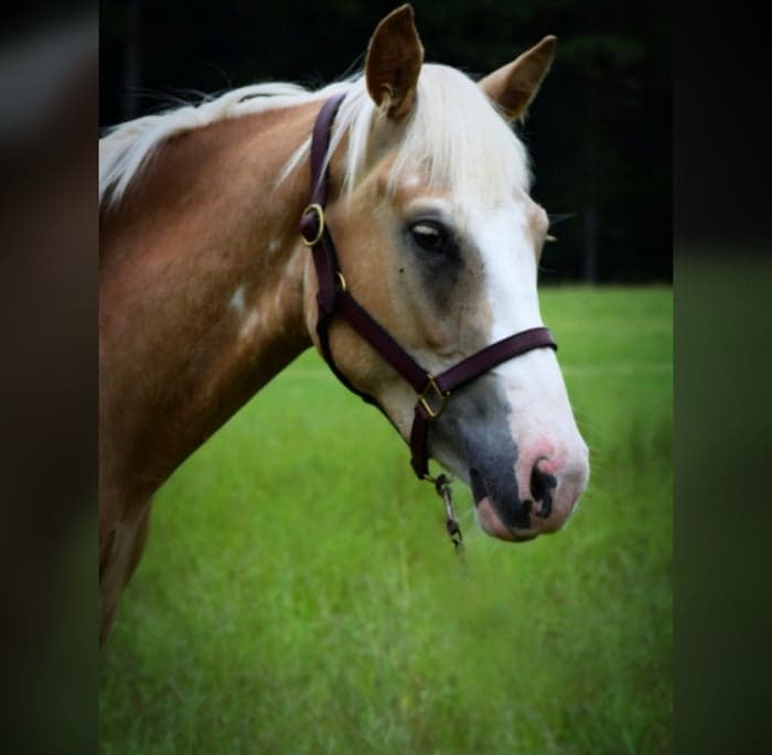 Media 2 av Belgium filly dolly