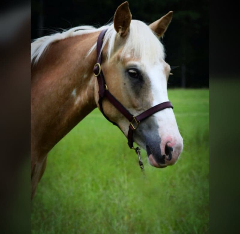 Bild 2 av Belgium filly dolly