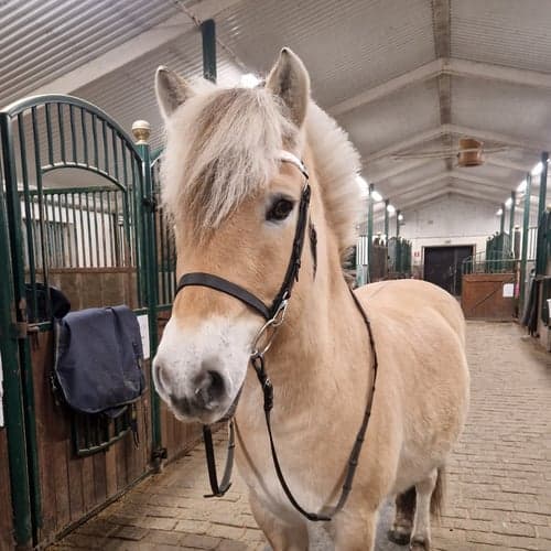 Profilbild av Vida Karlsson