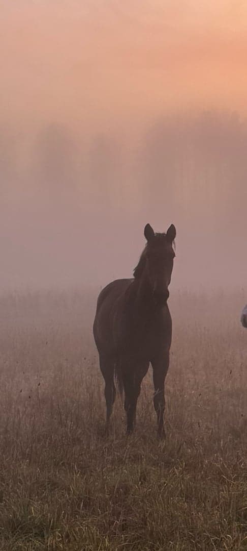 Media 1 av Ronja Lane